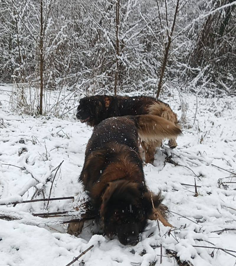 Sessione di educazione cinofila sul campo